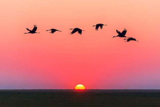 La légende des oiseaux d’été : Histoire Traditionnelle Innu